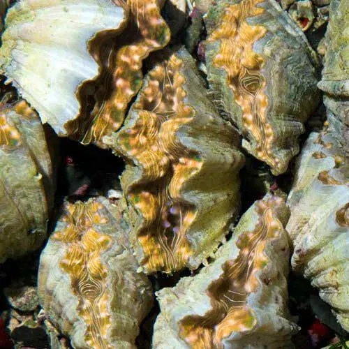 Aquacultured Hippopus Clam - 4.0" (Hippopus hippopus) - ORA