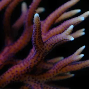 Aquacultured Hyacinth Birdsnest Coral (Seriatopora hystrix) - ORA