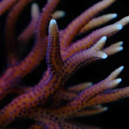 Aquacultured Hyacinth Birdsnest Coral (Seriatopora hystrix) - ORA