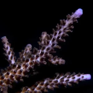 Aquacultured Indo Purple Tip Acropora Coral (Acropora sp.) - ORA