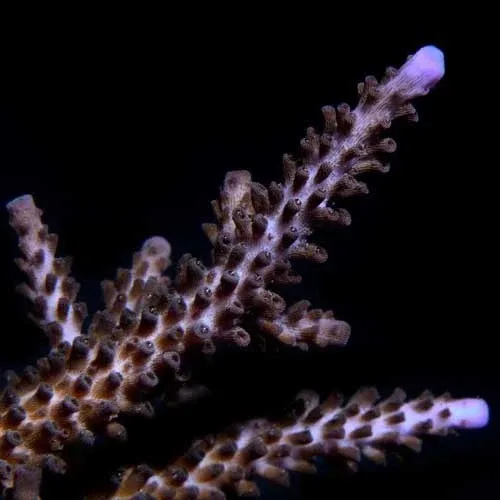 Aquacultured Indo Purple Tip Acropora Coral (Acropora sp.) - ORA
