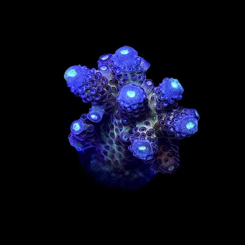 Aquacultured Juicy Grape Acropora Coral (Acropora sp.) - ORA