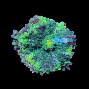 Aquacultured Lemon Lime Ricordea Coral (Ricordea sp.) - ORA