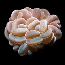 Aquacultured Marshall Island Bubble Coral (Plerogyra sp.) - ORA