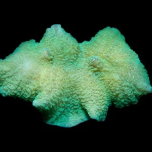 Aquacultured Marshall Island Elephant Ear Mushroom (Rhodactis mussoides) - ORA