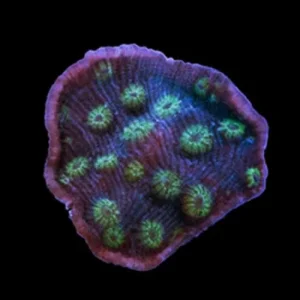 Aquacultured Marshall Island Green Eye Chalice Coral (Echinophyllia sp.) - ORA