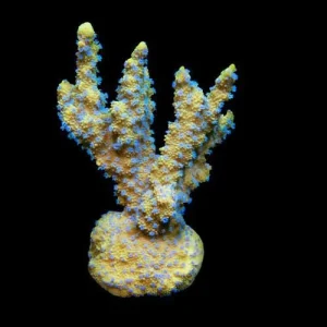 Aquacultured Marshall Island Lantana Coral (Montipora sp.) - ORA