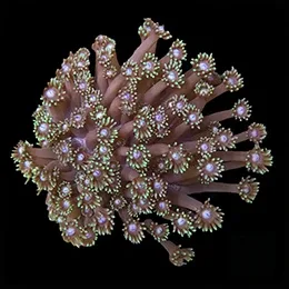 Aquacultured Marshall Island Long Polyp Flower Pot Coral (Goniopora sp.) - ORA