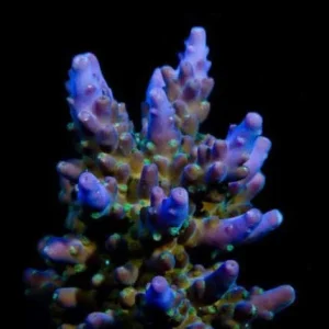 Aquacultured Marshall Island Purple & Green Acro Coral (Acropora sp.) - ORA