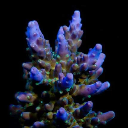 Aquacultured Marshall Island Purple & Green Acro Coral (Acropora sp.) - ORA