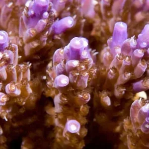 Aquacultured Marshall Island Purple Tip Nana Acropora (Acropora sp.) - ORA