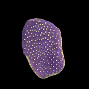 Aquacultured Marshall Island Purple & Yellow Scroll Coral (Turbinaria sp.) - ORA