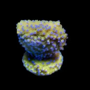 Aquacultured Melonberry Montipora Coral (Montipora sp.) - ORA