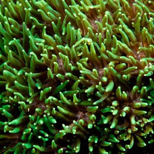 Aquacultured Metallic Green Galaxea Coral (Galaxea sp.) - ORA