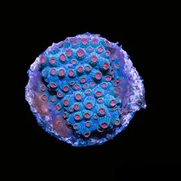 Aquacultured Meteor Shower Cyphastrea Coral (Cyphastrea sp.) - ORA