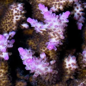 Aquacultured Miami Orchid Coral (Acropora sp.) - ORA