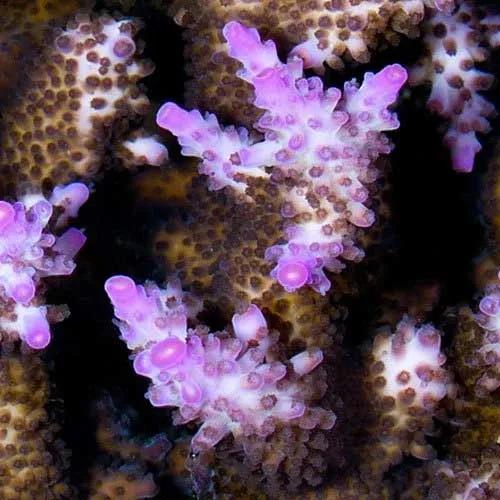 Aquacultured Miami Orchid Coral (Acropora sp.) - ORA