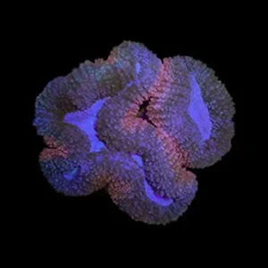 Aquacultured Micronesian Lobophyllia Coral (Pavona frondifera) - ORA
