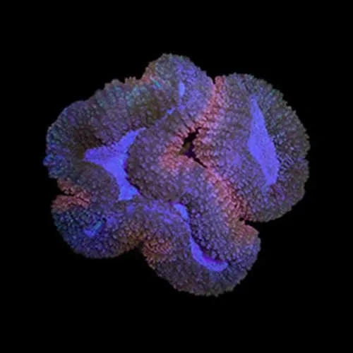 Aquacultured Micronesian Lobophyllia Coral (Pavona frondifera) - ORA