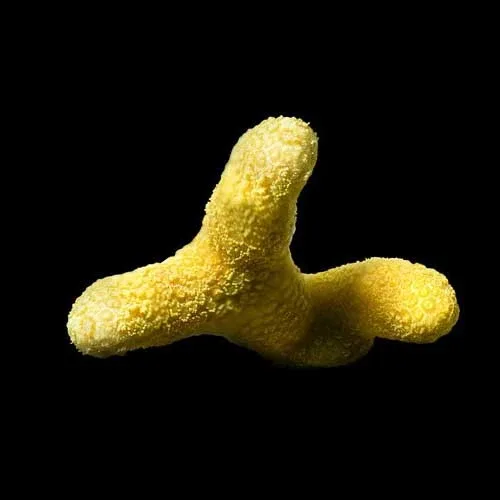 Aquacultured Micronesian Yellow Porites Coral (Porites sp.) - ORA