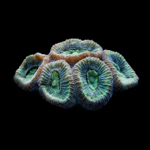 Aquacultured Mint Eye Favites Coral (Favites sp.) - ORA