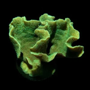 Aquacultured Mint Pavona Coral (Pavona frondifera) - ORA Chicago