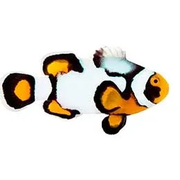 Aquacultured Nebula Picasso Coral (Amphiprion percula) - ORA