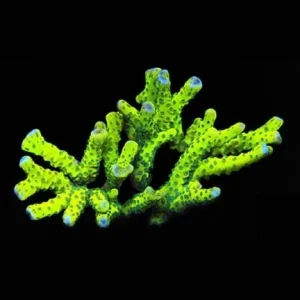 Aquacultured Neon Green Anacropora Coral (Anacropora sp.)- ORA