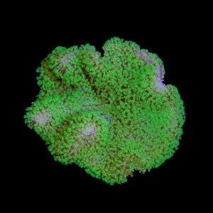Aquacultured Neon Green Polyp Toadstool (Sarcophyton sp.) - ORA
