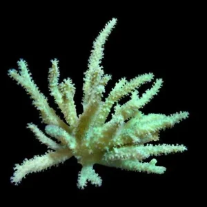 Aquacultured Neon Green Sinularia Finger Leather Coral (Sinularia sp.) - ORA Chicago