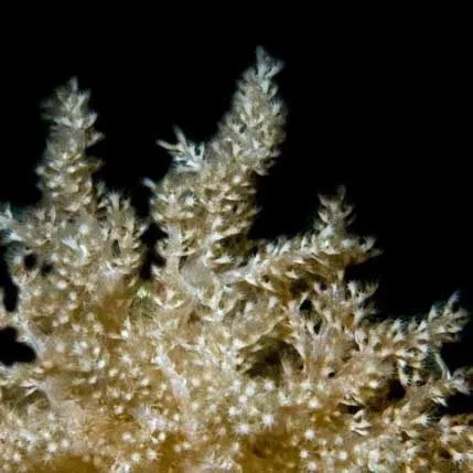 Aquacultured Nepthea Coral (Nepthea sp.) - ORA