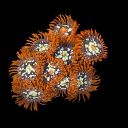 Aquacultured Orange Zoanthid Coral (Zoanthus sp.) - ORA Chicago