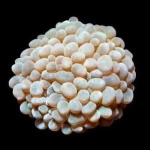 Aquacultured Pearl Bubble Coral (Physogyra sp) - ORA