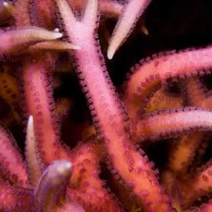 Aquacultured Pink Birdsnest Coral (Seriatopora hystrix) - ORA