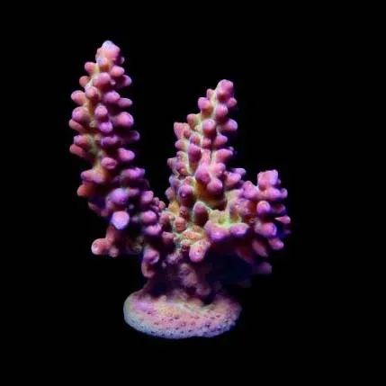 Aquacultured Pink & Green Marshall Island Acropora Coral (Acropora sp.) - ORA