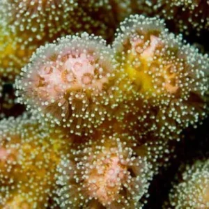 Aquacultured Pink & Green Pocillopora damicornis Coral (Pocillopora damicornis) - ORA