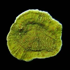 Aquacultured Pink Polyp Capricornis Coral (Montipora capricornis) - ORA