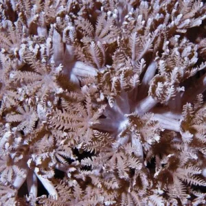 Aquacultured Pom Pom Xenia Coral (Xenia sp.) - ORA Chicago