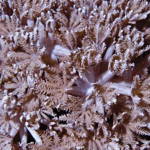 Aquacultured Pom Pom Xenia Coral (Xenia sp.) - ORA Chicago