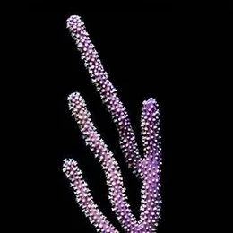 Aquacultured Purple Gorgonian Coral (Gorgonia sp.) - ORA