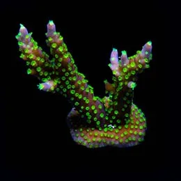 Aquacultured Purple Jade Bonsai Coral (Acropora sp.) - ORA