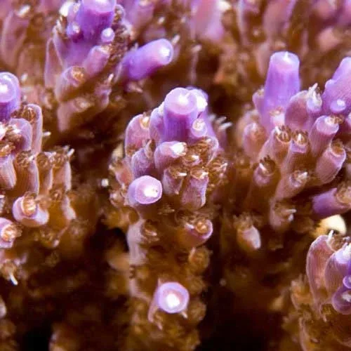 Aquacultured Purple Nana Acropora Coral (Acropora sp.) - ORA