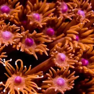 Aquacultured Red Goniopora Coral (Goniopora sp.) - ORA