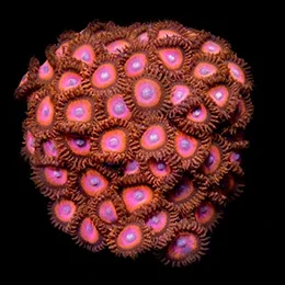 Aquacultured Red Zoanthids Coral (Zoanthus sp.) - ORA