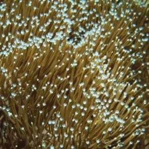 Aquacultured Sarcophyton Toadstool Leather Coral (Sarcophyton sp.) - ORA Chicago