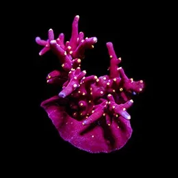 Aquacultured Scorchin’ Torch Acro Coral (Acropora sp.) - ORA