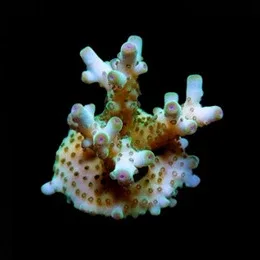 Aquacultured Skyline Granulosa Coral (Acropora granulosa) - ORA