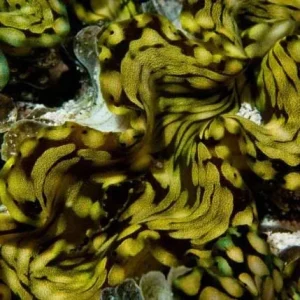 Aquacultured Squamosa Clam 2.0" - ORA