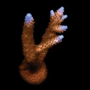 Aquacultured Stuber Acropora Coral (Acropora sp.) - ORA