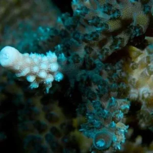 Aquacultured Turquoise Acropora Coral (Acropora sp.) - ORA